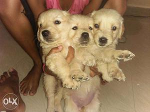 Three Golden Retriever Puppy Litter