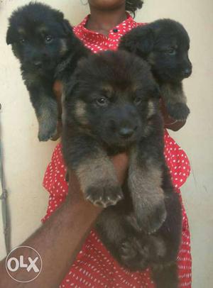 Three Long Coat Black Puppies