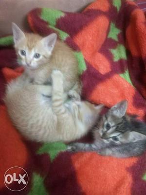 Three Orange And Brown Tabby Kindle Kittens,price negotiable