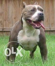 Top pitbull and bully puppies