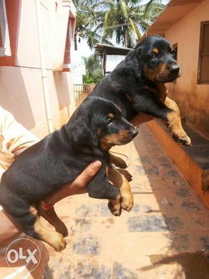 Top quality Doberman puppies available with and without
