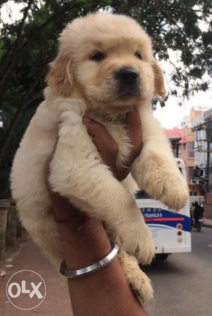 Top quality golden retriever puppies available for show