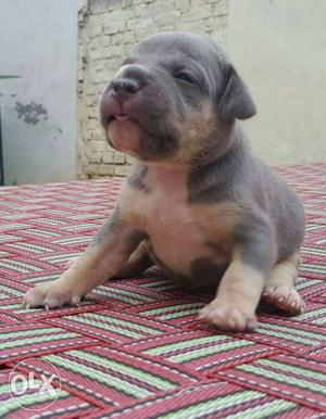Tri Colour Pocket Size American Bully Best