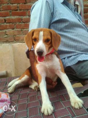 Tricolor Beagle female 8 month