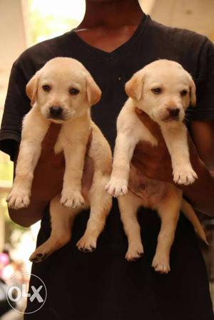 Two Beige Short Coated lab puppy pure breed Puppies