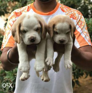 Two Brown And White Beagle Puppies available for your home