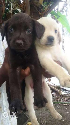 Two Brown And Yellow Labrador Retriever Puppies