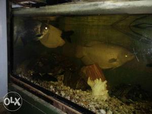 Two Fishes