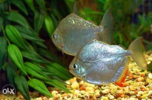 Two Grey Discus Fish