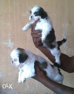 Two White-and-\black Long Coated Puppies