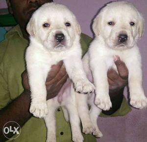 Two Yellow Labrador Retriever Puppies