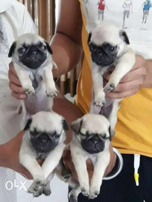 Ultimate Quality Pug Puppy Available