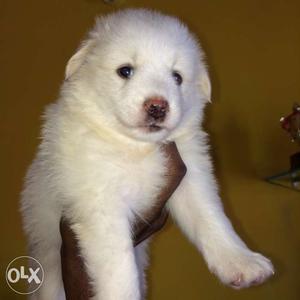 Very cute pomeanian puppies available in manoj