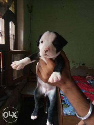 White And Black pit bull Puppy