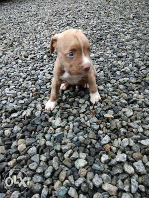 White And Brown Pitbull Puppy