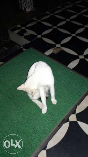 White cat.it is friendly with us.only for 500