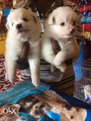 White pomeranian puppies available in manoj pet