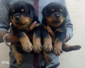 World champion Rottweiler Pupps available show quality