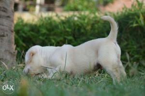 Yellow​ Labrador retriever puppy