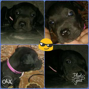 Z black labra femail puppy