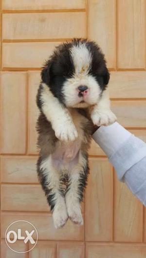 1 month huze size Saint Bernard puppies available