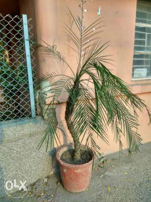 12 Years Old Date Palm For Sale