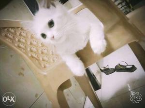 2.5 month white Persian female kitten litter trained