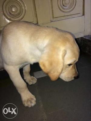 2 months old male labrador