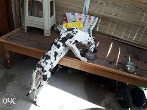 3 months great dane Early queen puppy female