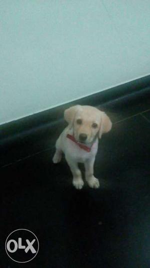 3 months old cute white male Labrador for sale in