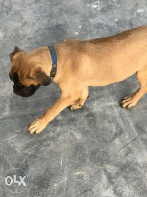 4 months old bullmastiff for sale healthy ans