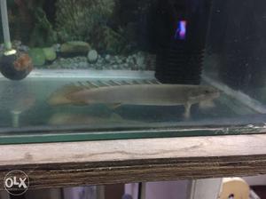 6 inch senegal fish