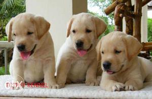 7 Top Quality Labrador pups from Show line for sale in call