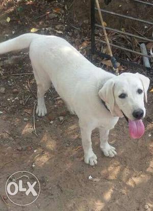 8 months old pure lab.