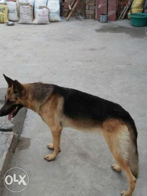 A huge gsd dog for sell