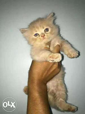 AGRA:-- Persian Kitten" Pomerian" Labrador" All