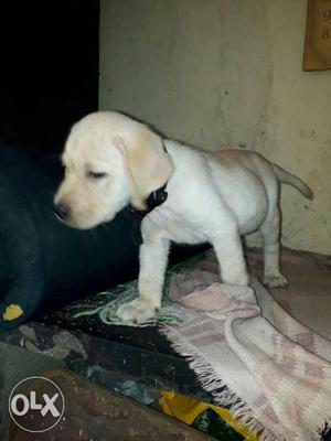 Active and Healthy Labrador male puppy available.