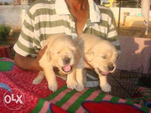 Aka Sh Pet Shop Golden Retriever Puppy For Sell Heavy Bone