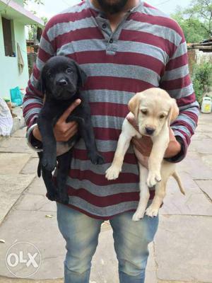 All Kinds Of Pure Breed Pup Sale In Agra At- Punjab Pets