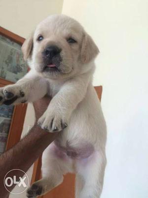 All dog puppy for sell lab female and male