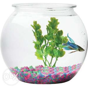All size fish bowl with fish available starts