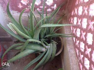 Aloe vera Plant with Pot for Garden/Flat/Home (Large Size)