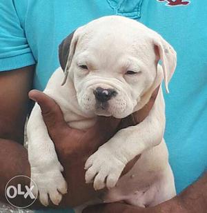 Am bully female pupp sale 2month old