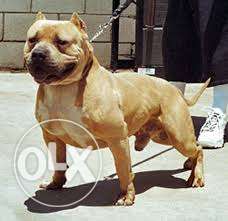 American bully and pitbull puppy all India delivery