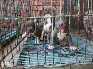 American pitbul pups ready to go new home