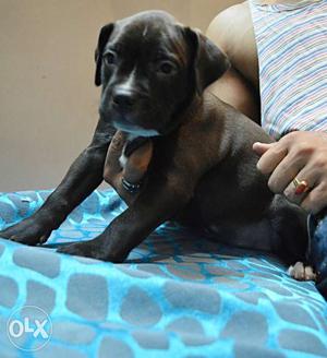 American pitbull female available awesome quality