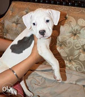 American pitbull female available with blue eyess
