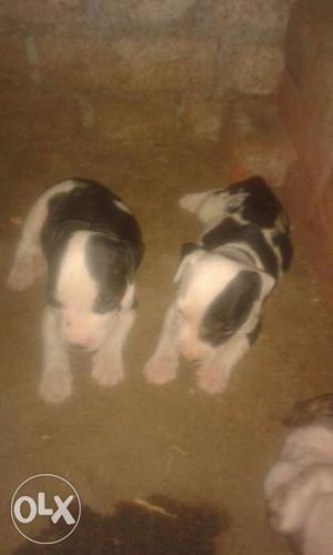American pittbul puppies male and female 25 days