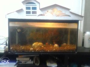 Approximately 14 inches aquarium with 2 to 3 kg