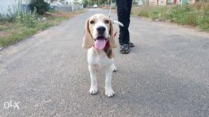 Beagle Dog (4 months old & All vaccination done)